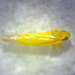 Notus flavipennis